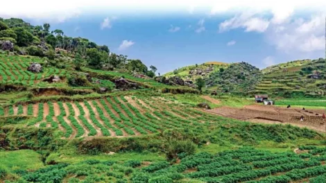State of agriculture in Meghalaya
